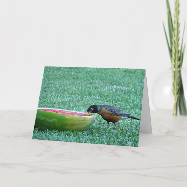 Robin Enjoys Watermelon, 4 juli Kort (Framsida)