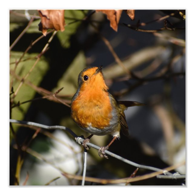 Robin Fototryck (Framsidan)