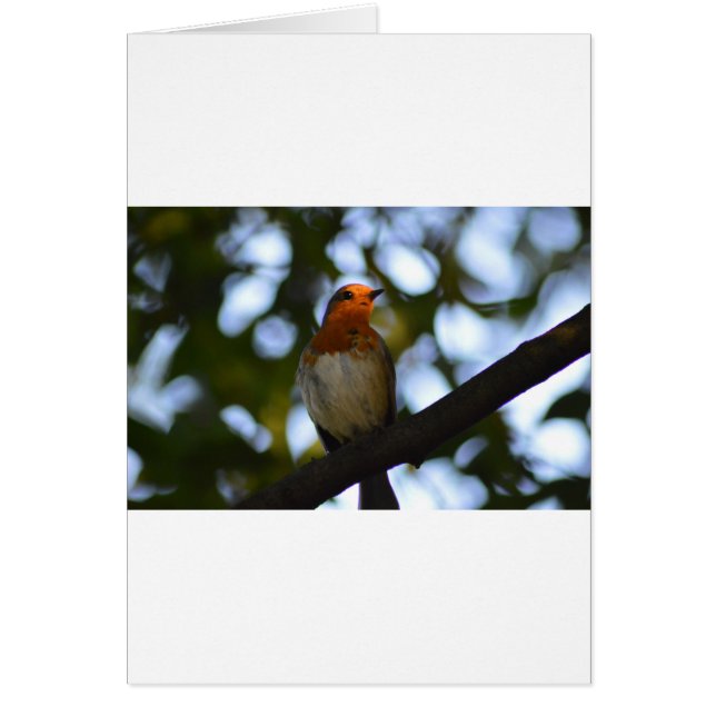 Robin Hälsningskort (Framsidan)