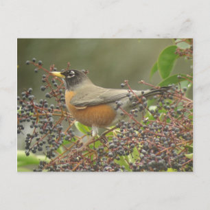 Robin i Berries Vykort