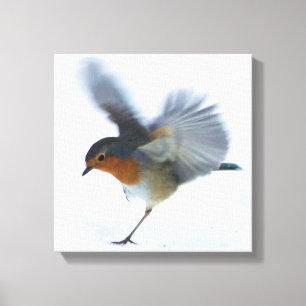 Robin i flyg canvastryck