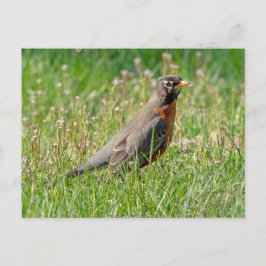 Robin i gräs och solljus vykort