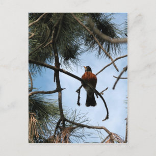 Robin i gräs träd vykort