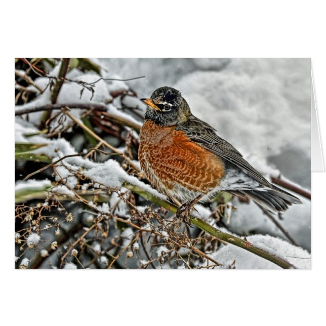 Robin i snö hälsningskort (Framsidan Horizontal)