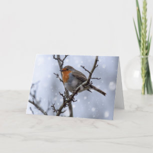 Robin i snö julkort kort