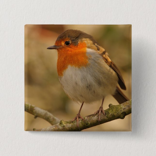 Robin i solsken knapp (Framsida)