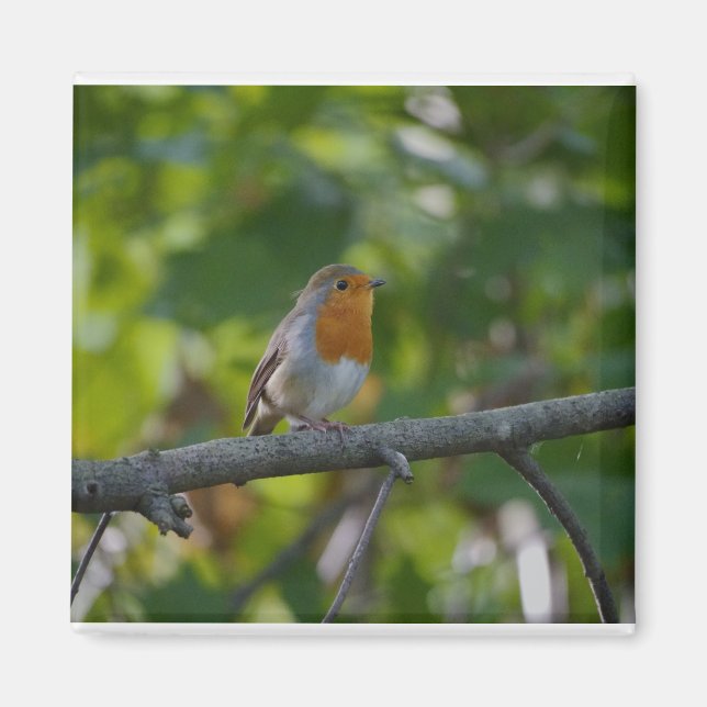 Robin i spirande. magnet (Framsidan)