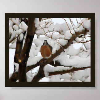 Robin i svart poster