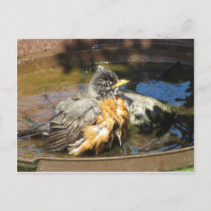 Robin in Bird Bath Vykort