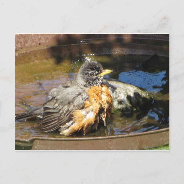 Robin in Bird Bath Vykort (Framsida)