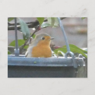 Robin in Plant Pot DIY-vykort Vykort