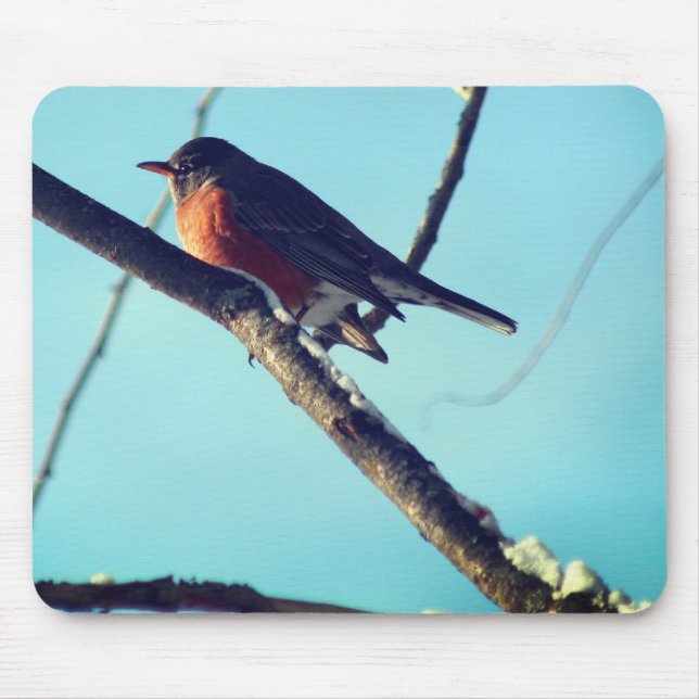 Robin In Snö Wildlife Nature  Musmatta (Framsidan)