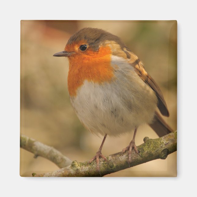 Robin in sunshine magnet (Framsidan)