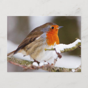 Robin in Winter Vykort