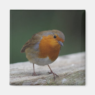Robin kylmagnet magnet