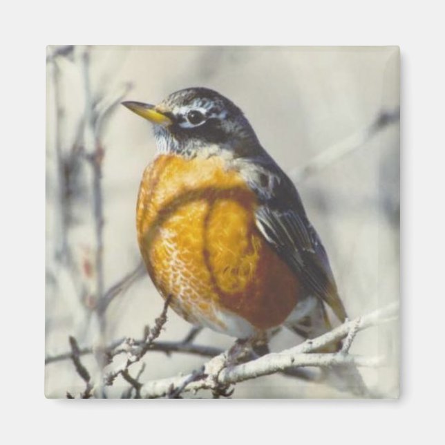 Robin Magnet (Framsidan)