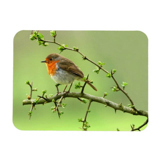 Robin Magnet (Horisontell)