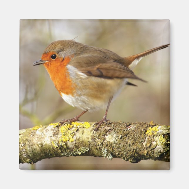 Robin Magnet (Framsidan)