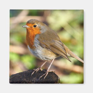 Robin magnet