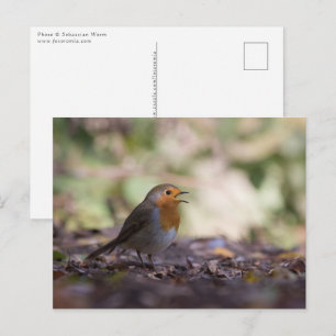Robin Natur Foto Vykort