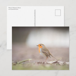 Robin Natur Foto Vykort
