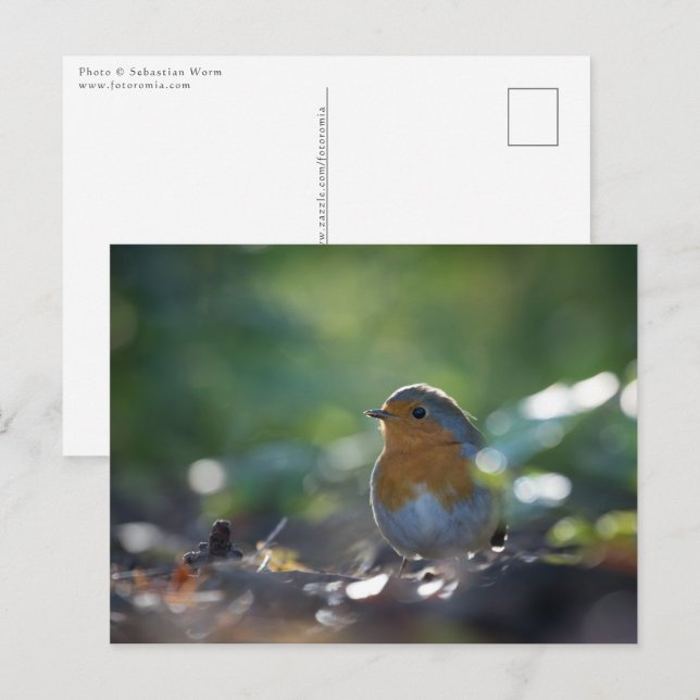 Robin Natur Foto Vykort (Fram/baksida)