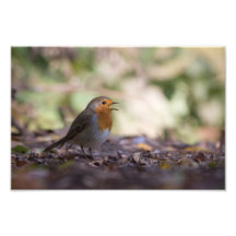 Robin Nature Photo