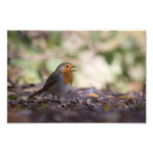 Robin Nature Photo Fototryck