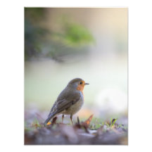 Robin Nature Photo