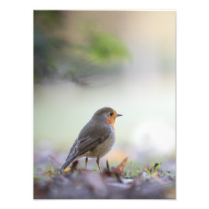 Robin Nature Photo Fototryck