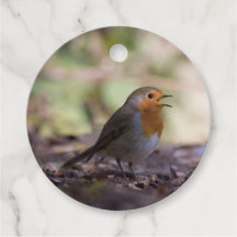 Robin Nature Photo