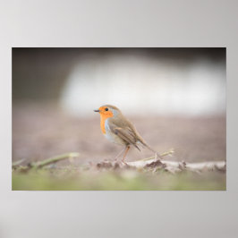Robin Nature Photo Poster