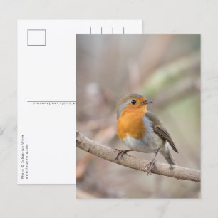 Robin Nature Photo Vykort