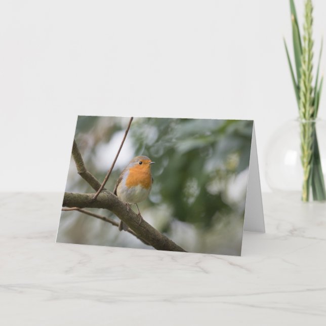 Robin naturfoto kort (Framsida)