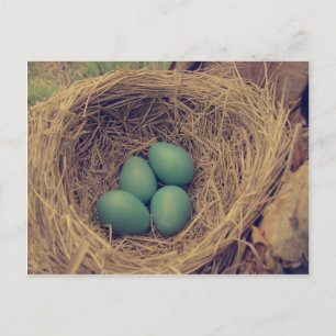 Robin Nest och Eggs Vykort