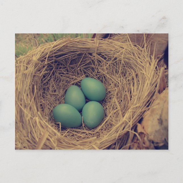 Robin Nest och Eggs Vykort (Framsida)