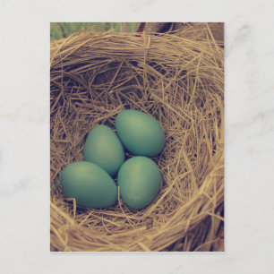 Robin Nest och Eggs Vykort