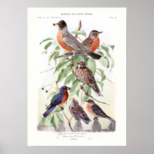 Robin och blåsångare poster