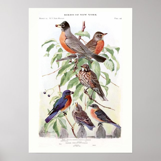 Robin och Bluebird Poster (Framsidan)