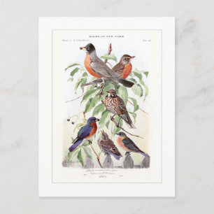 Robin och Bluebird Vykort