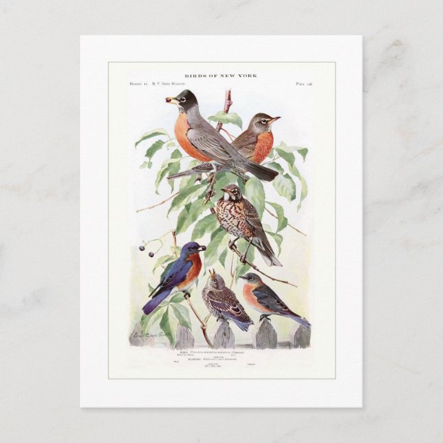 Robin och Bluebird Vykort (Framsida)