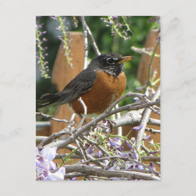 Robin On Gren Vykort (Framsida)