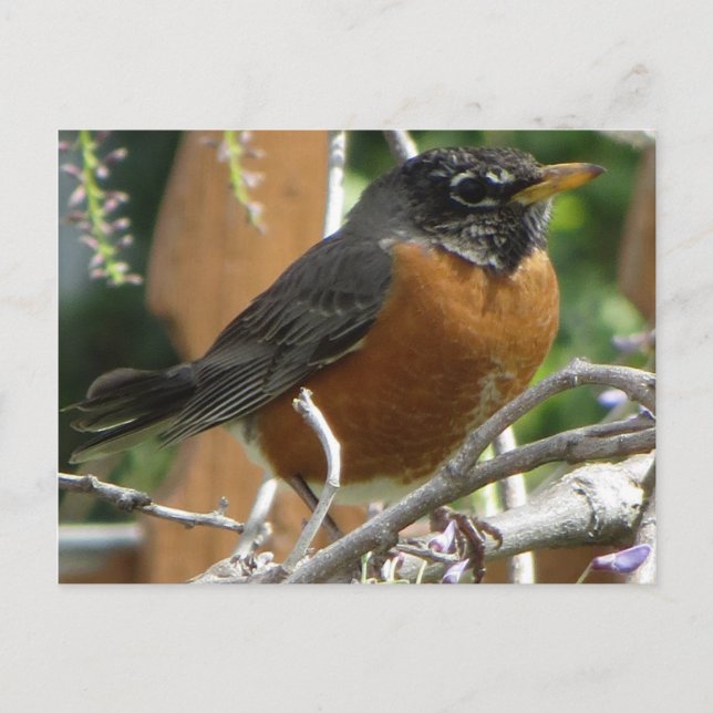 Robin On Gren Vykort (Framsida)
