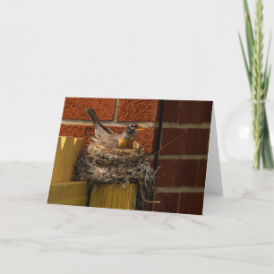 Robin on Nest Tack Kort