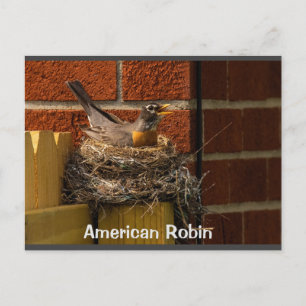 Robin on Nest Vykort