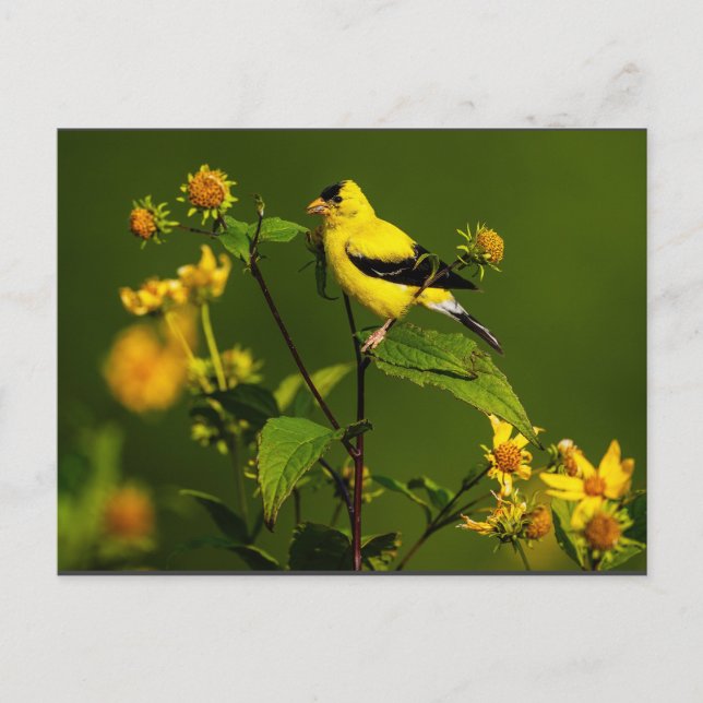 Robin on Nest Vykort (Framsida)