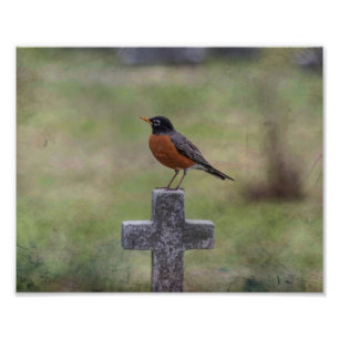 Robin på en kor fototryck
