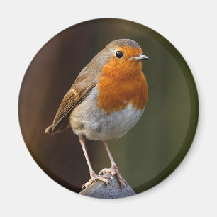 Robin på Post Magnet