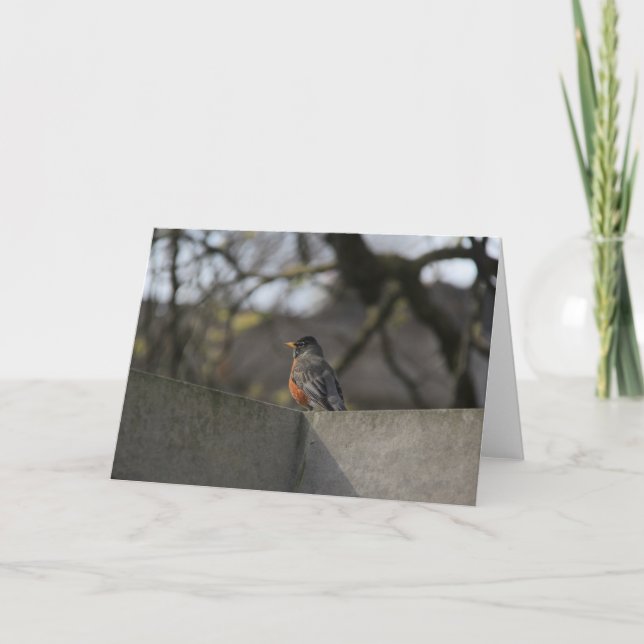 Robin på väggen kort (Framsida)
