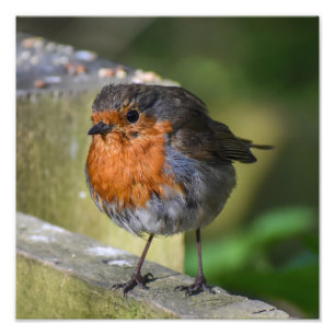 Robin Perched på ett stängsel Fototryck
